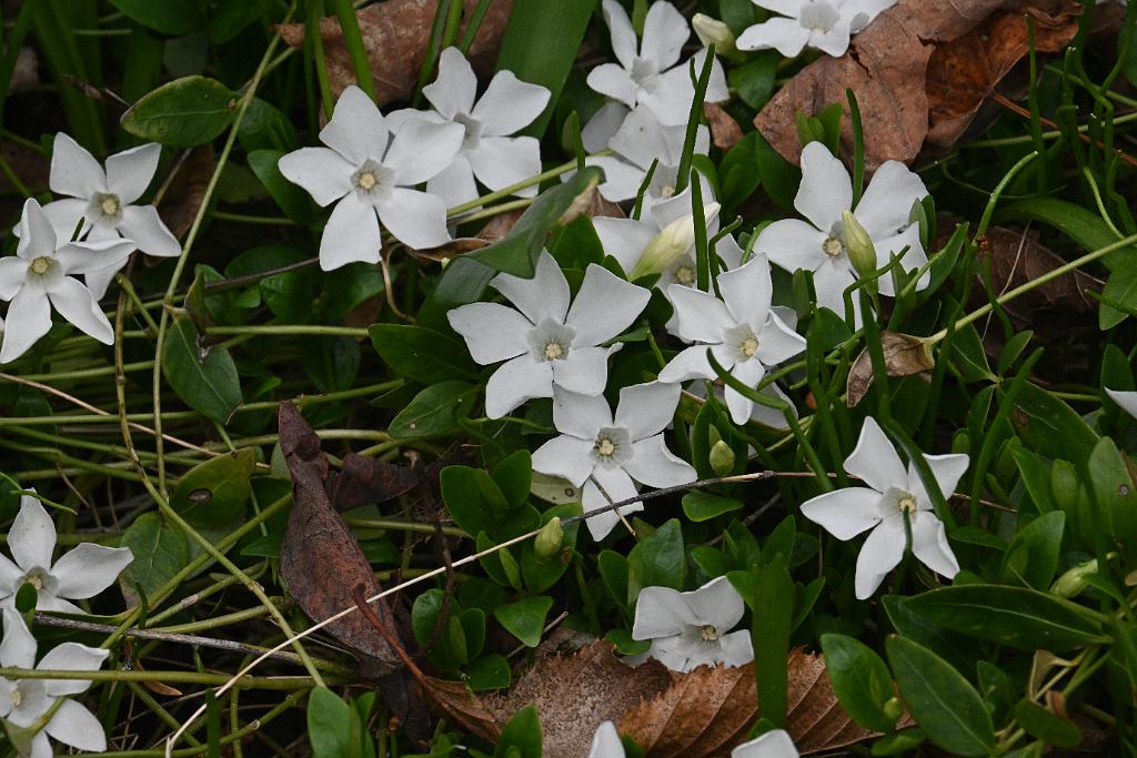 2025-04216417 Tower Hill Botanic Garden, MA.JPG - Periwinkle. New England Botanic Garden at Tower Hill, MA, 4-21-2025
